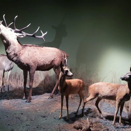 Muzeum Przyrodniczo-Leśne BPN
