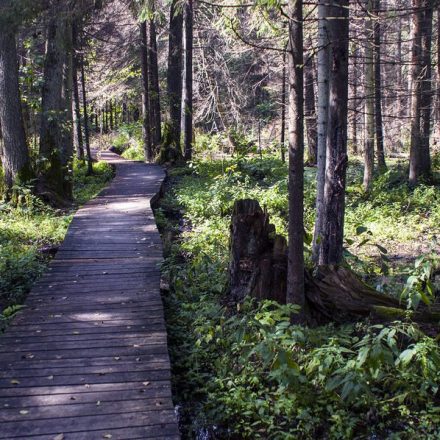 Rezerwat Krzemianka w Puszczy Knyszyńskiej