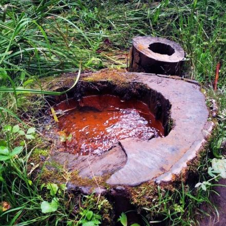 Mofeta im. prof. Henryka Świdzińskiego