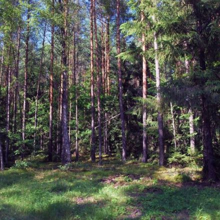 Puszcza Augustowska