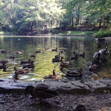 Łabędzi Staw w Krynicy Zdrój
